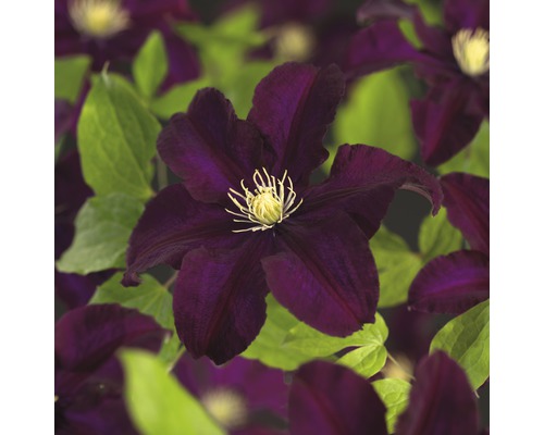 Großblumige Waldrebe FloraSelf Clematis Hybride 'Warszawska Nike' H 50-70 cm Co 2,3 L-0