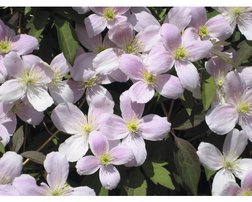 Nahaufnahme von rosa Clematisblüten mit grünen Blättern