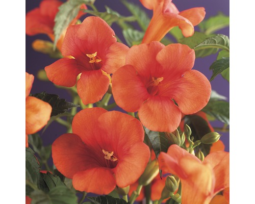 Bignone FloraSelf Campsis radicans 53-70 cm Co