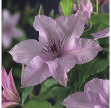 Nahaufnahme einer Clematisblüte