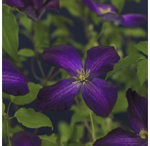 Gros plan d''une fleur de clématite violette avec des feuilles vertes.