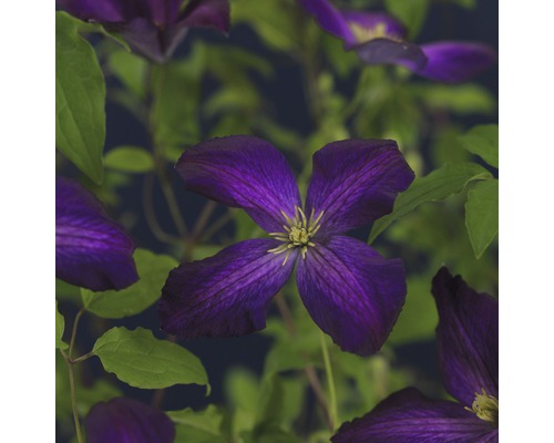 Gros plan d''une fleur de clématite violette avec des feuilles vertes.