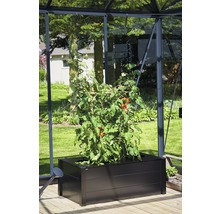 Plant de tomates dans un bac à fleurs noir dans une serre.