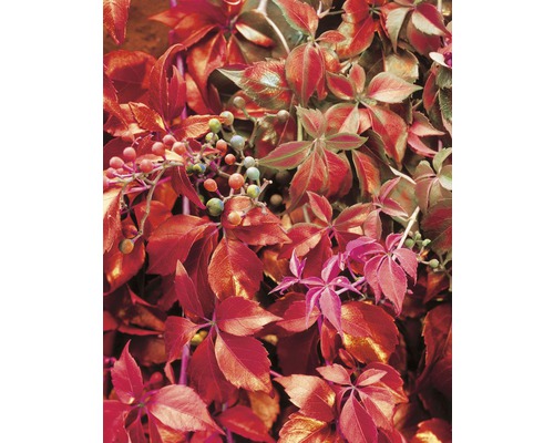 Gros plan sur une vigne vierge avec des feuilles et des baies