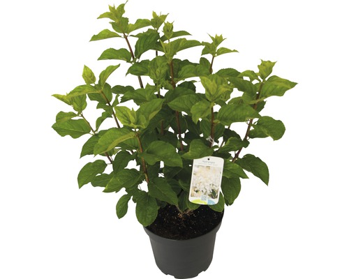 Rispenhortensie Hydrangea paniculata 'Silver Dollar' H 60-80 cm Co 7,5 L