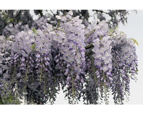 Gros plan d''une glycine en fleurs.