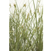 Laîche panaché FloraSelf Carex brunnea 'Variegata' h 5-20 cm Co 3 l