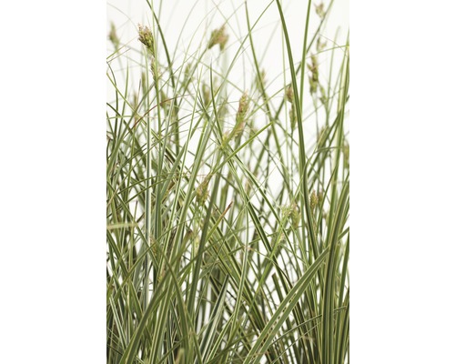 Buntblättrige Garten-Segge FloraSelf Carex brunnea 'Variegata' H 10-20 cm Co 3 L