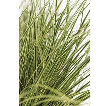 Laîche panaché FloraSelf Carex brunnea 'Variegata' h 5-20 cm Co 3 l