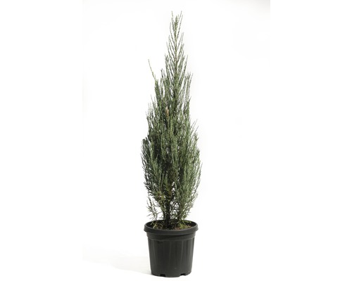 Genévrier des Rocheuses FloraSelf Juniperus scopulorum 'Blue Arrow' h 100-125 cm cm Co 10 l