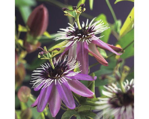 Passionsblume Passiflora 'Victoria' 50-70 cm Co 2,3 L