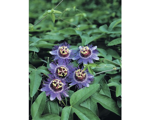 Passionsblume FloraSelf Passiflora caerulea 'Purple Haze' H 50-70 cm Ø 16 cm Topf