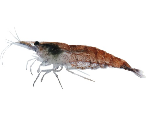 Garnele Fire Zwerggarnele - Neocaridina heteropoda Glasgarnele