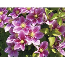 Nahaufnahme von Clematis-Blüten mit Blättern