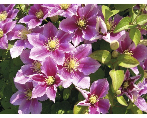 Nahaufnahme von Clematis-Blüten mit Blättern