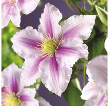 Nahaufnahme einer Clematisblüte mit weißen und pinkfarbenen Blütenblättern und gelben Staubgefäßen
