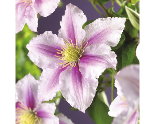 Großblumige Waldrebe FloraSelf Clematis Hybride 'Piilu' H 50-70 cm Co 2,3 L