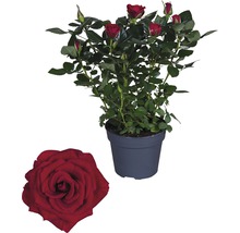Rose FloraSelf Rosa Hybride 'Isabel' H 30-40 cm Ø 13 cm pot-thumb-0