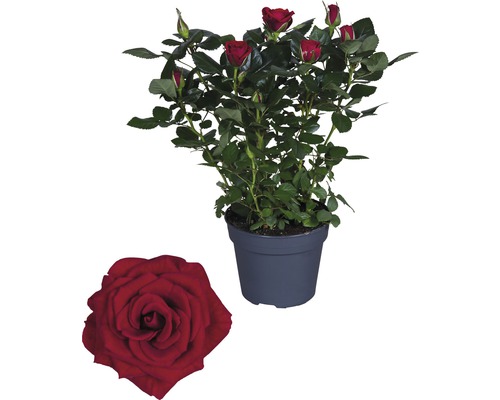 Rose FloraSelf Rosa Hybride 'Isabel' H 30-40 cm Ø 13 cm pot