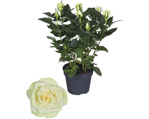 Rose FloraSelf Rosa Hybride 'Honora' H 30-40 cm Ø 13 cm pot