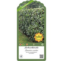 Kirschlorbeer 'Caucasica' FloraSelf Prunus laurocerasus 'Caucasica' H 70-80 cm Co 5 L Mindestbestellmenge 25 Stk. für ca. 8 m Hecke-thumb-3