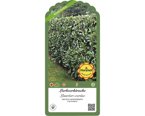 Lorbeerkirsche Pflanze im Topf