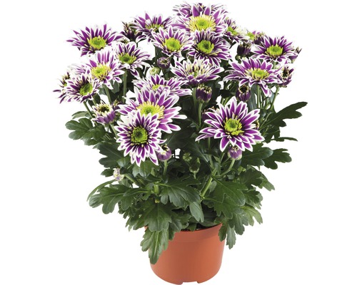 Chrysanthème FloraSelf Chrysanthemum indicum 'Saba' pot Ø 12 cm