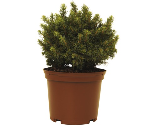 Grüne Kugelfichte FloraSelf Picea glauca 'Alberta Globe' H 15-20 cm Co 1,5 L
