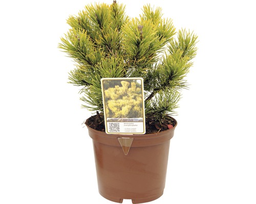 Pin des montagnes FloraSelf Pinus mugo 'Carstens Wintergold' H 15-20 cm Co 2 L Pin nain en pot
