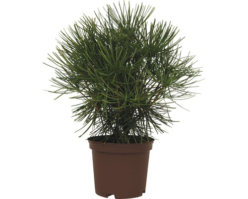 Kieferpflanze im Topf