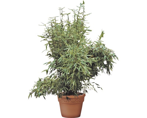 Bambou en pot
