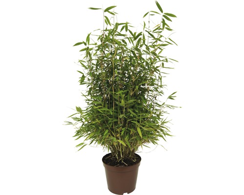Plant de bambou en pot