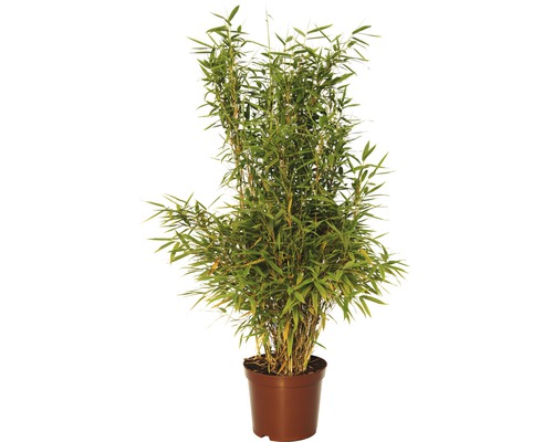 Plant de bambou en pot