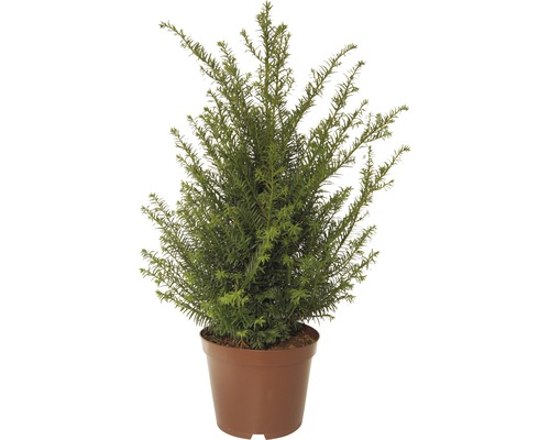 If FloraSelf Taxus baccata h 40-50 cm Co 5 l