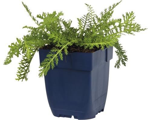 Vraie plante de camomille en pot