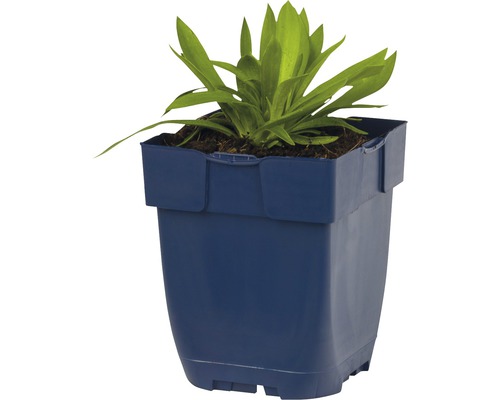 Plante dans un pot bleu
