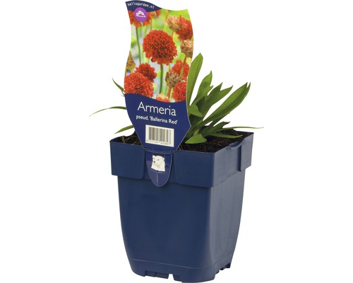 Armérie maritime Armeria pseudarmeria 'Ballerina Red' h 5-20 cm Co 0,5 l (6 pièces) Armeria Ballerina Red en pot