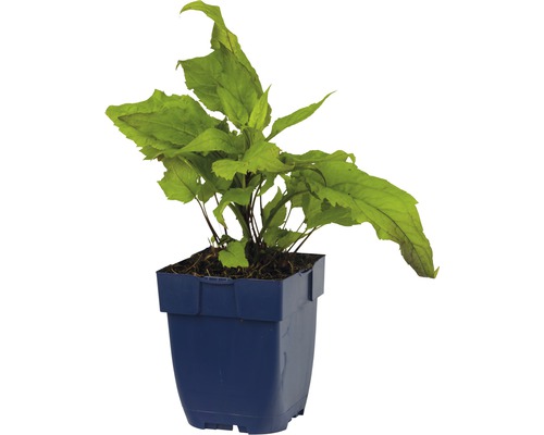 Plante Aponogeton en pot