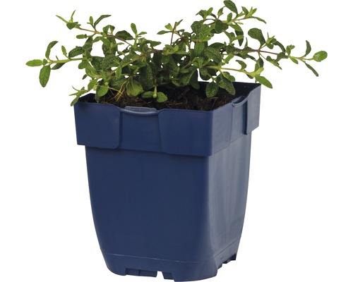 Gefäß mit Majoranpflanze