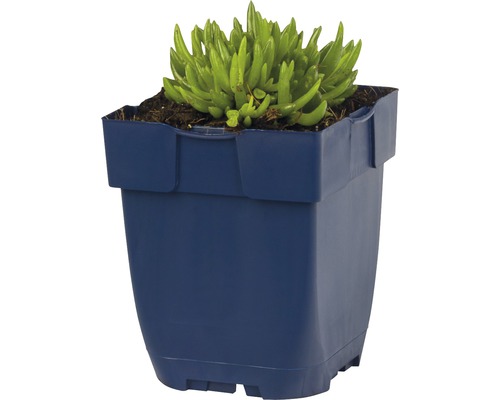 Zimmerpflanze mit Sukkulenten in einem Topf