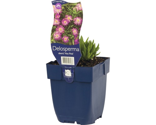 Pourpier FloraSelf Delosperma aberdeenense 'Hot Pink' h 5-10 cm Co 0,5 l