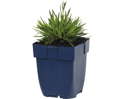Herbe en pot