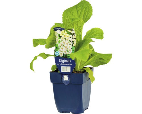 Digitale pourpre FloraSelf Digitalis purpurea 'Dalmatian White' h 5-30 cm Co 0,5 l Digitale Dalmatian White en pot