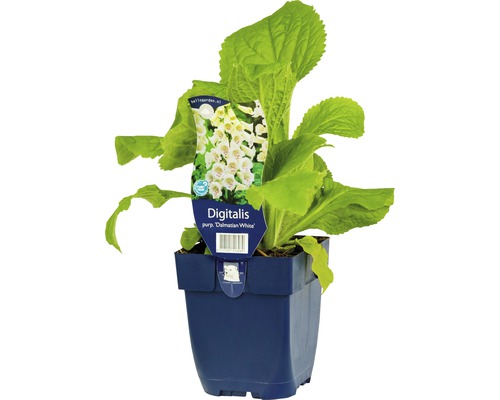 Fingerhut FloraSelf Digitalis purpurea 'Dalmatian White' H 5-30 cm Co 0,5 L