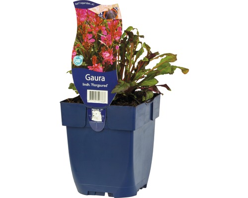 Gaura de Lindheimer FloraSelf Gaura lindheimeri 'Florgaured' h 5-90 cm Co 0,5 l Gaura Lindh. ''Florgaured'' en pot