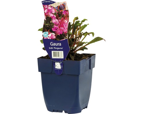Gaura de Lindheimer FloraSelf Gaura lindheimeri 'Florgauros' h 5-20 cm Co 0,5 l Gaura lindhheimeri ''florauros'' dans un pot