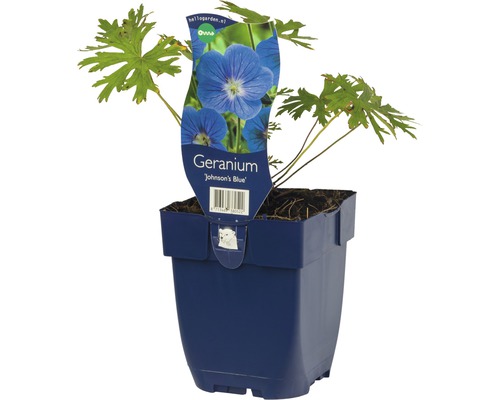 Géranium Johnsons Blue dans un pot