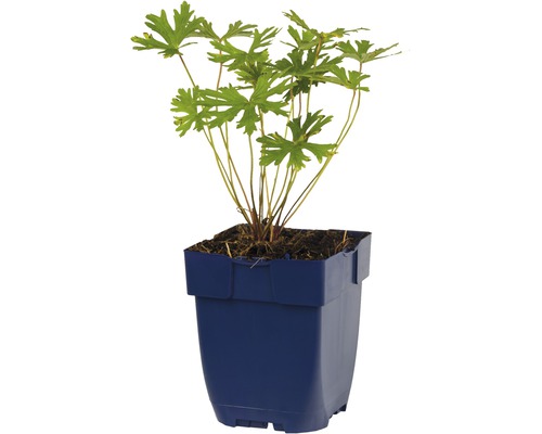 Plante de géranium dans un pot