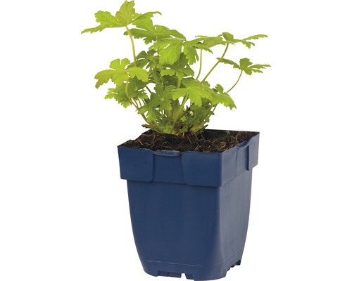 Plante de géranium dans un pot