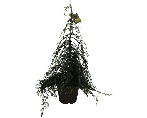 Pruche du Canada FloraSelf Tsuga canadensis 'Pendula' H 60-80 cm Co 7,5 L